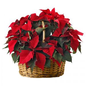 Cesto de Poinsetias