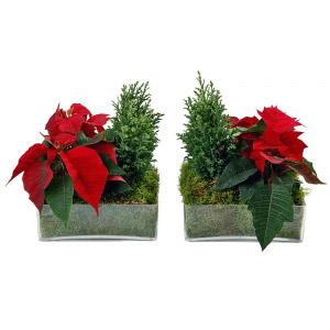 Centro de Mesa de Abeto e Poinsettias