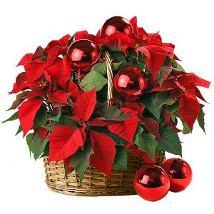 Cesto de Poinsentias com Bolas de Natal