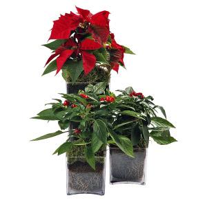 Composição Decorativa de Natal IV