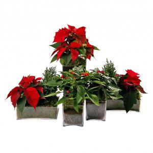 Composição Decorativa de Natal V