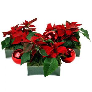 Triptíco de Flores de Natal